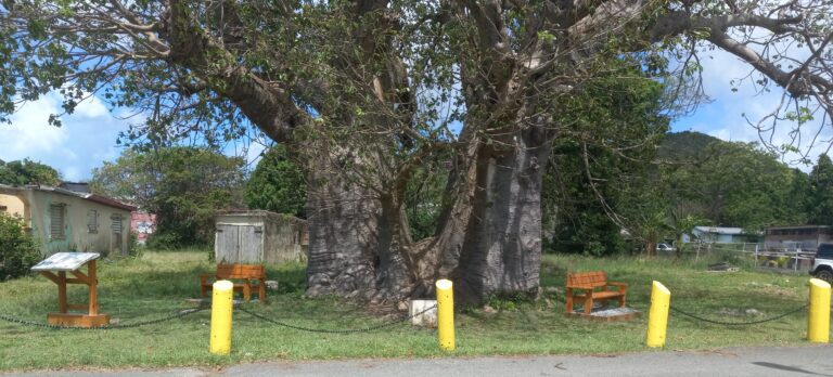 The signage, and benches under the historic baobab tree in Grove Place is a tribute to Ms. Magdalene Edney and her family. (Photo by Olasee Davis)