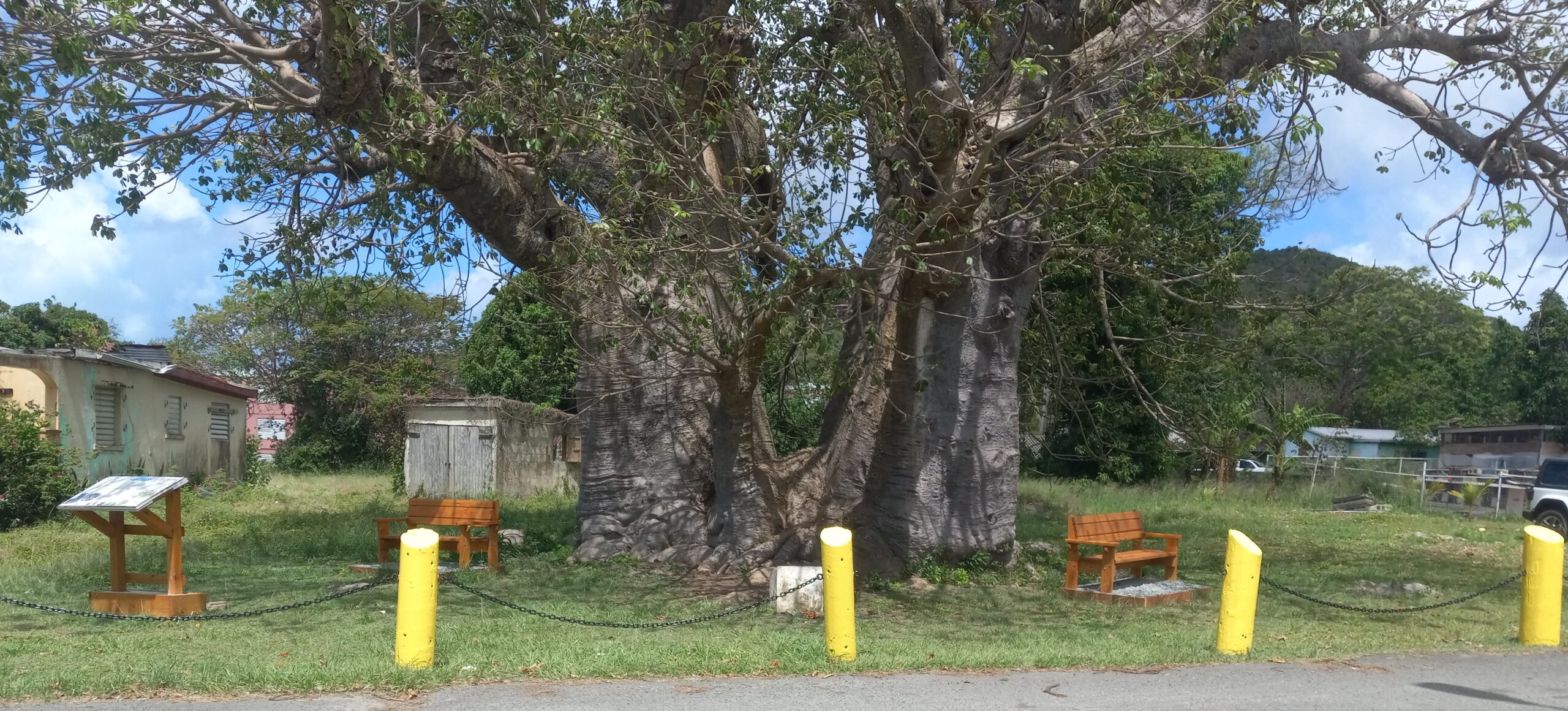 The signage, and benches under the historic baobab tree in Grove Place is a tribute to Ms. Magdalene Edney and her family. (Photo by Olasee Davis)