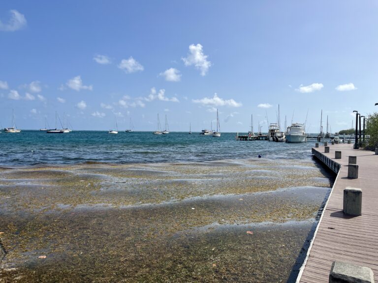 Innovative Sargassum Research Explores Surprising Benefits of Algae Blooms