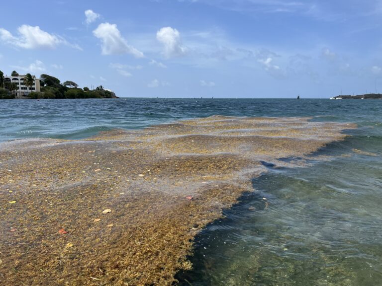USF Sargassum Outlook Shows Active Bloom, Continued Shoreline Impacts