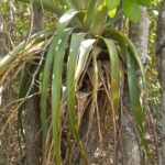 Air plant