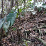 Anthurium plants