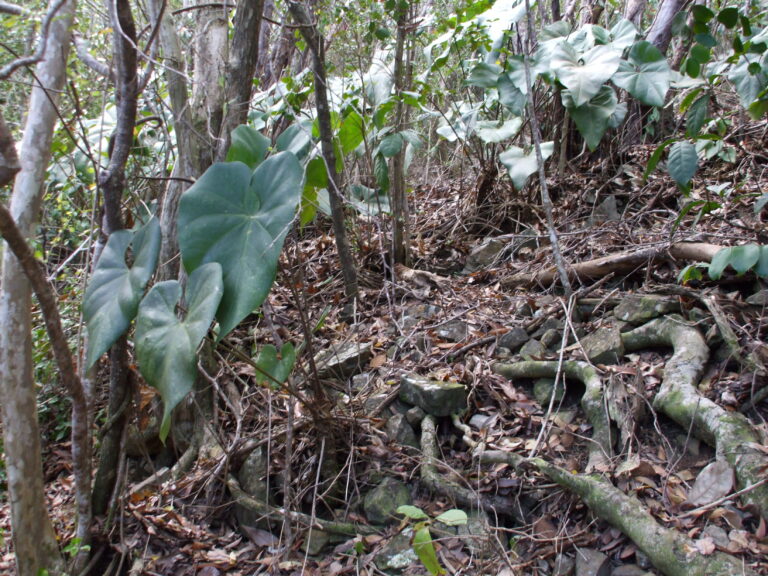 The Anthurium (Anthurium cordifolium) is an understory plant that grows in upland tropical moist forests in both the northwest and northcentral forests of the park. (Photo by Olasee Davis)