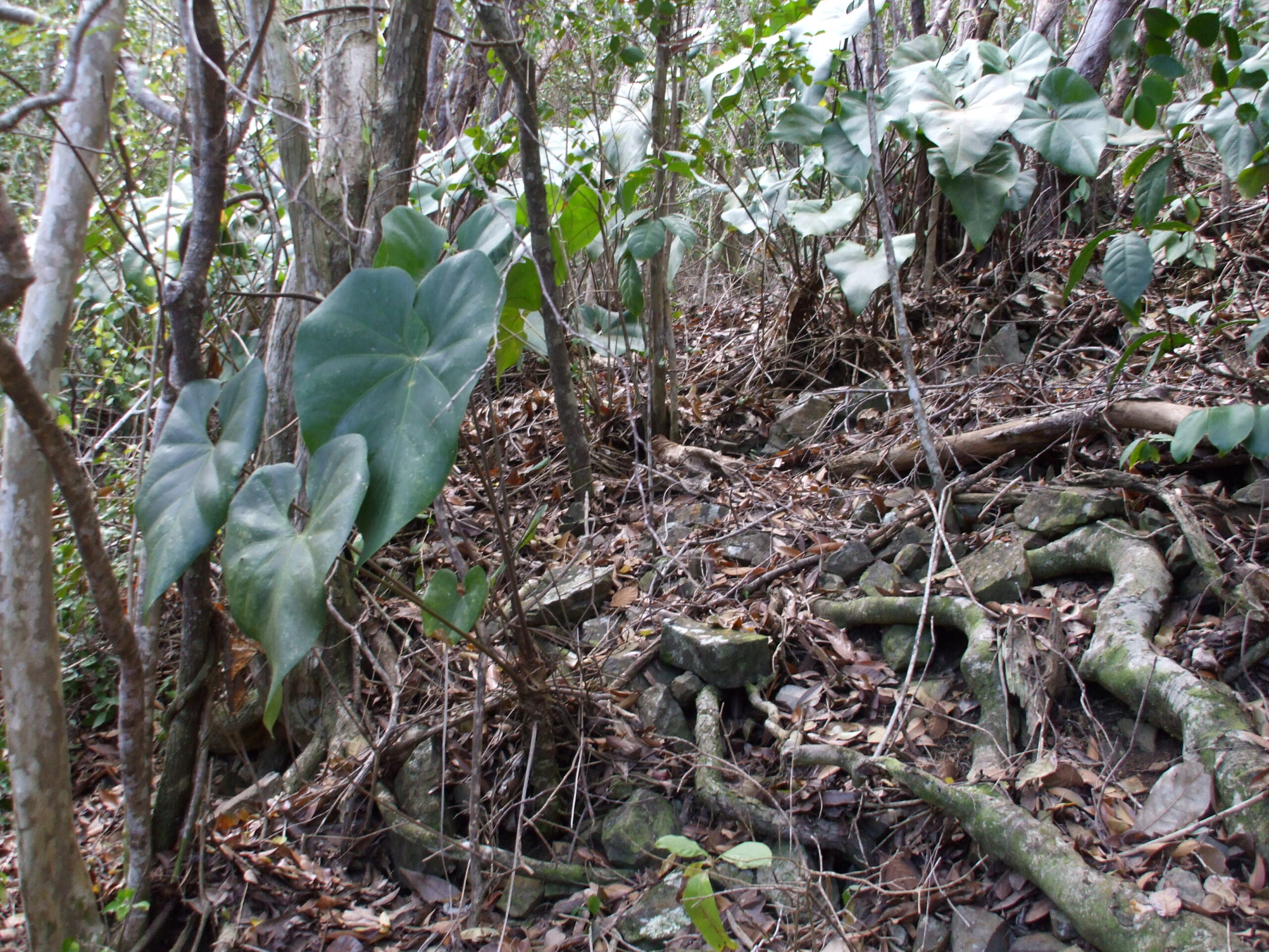 The Anthurium (Anthurium cordifolium) is an understory plant that grows in upland tropical moist forests in both the northwest and northcentral forests of the park. (Photo by Olasee Davis)