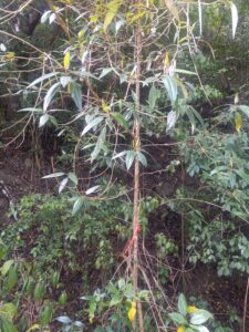 Kre-Kre ( Tetazygia elaegnoides), one of my favorite ornamental plants, is a very uncommon species plant in the wild. (Photo by Olasee Davis)