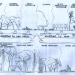 Forest ecosystems