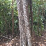 lichen on tree