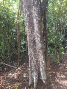 Those white bands across the bark of this are lichens. They are common in moist tropical forest areas of St. Croix like in Maroon Country, although you might see them in dry forest areas of the island. There are many different species of lichens worldwide. Lichen are not like other familiar plants in that lichen are made up of two organisms of very different types, a fungus and an alga, intimately associated with each other in a complex relationship called symbiosis. (Photo by Olasee Davis)