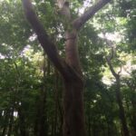 stinking toe tree