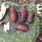 stinking toe tree2